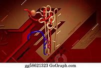 Image result for Nephron Structure Poster