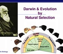 Image result for evolution by natural selection