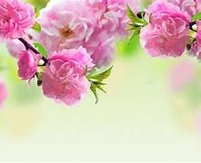 Image result for Funeral Rose Background