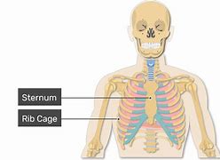 Image result for Rib Cage Lungs Anatomy