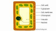 Image result for Photosynthesis in Cell Diagram