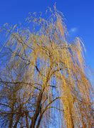 Image result for Weeping Willow Tree Silhouette