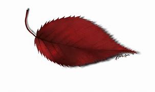 Image result for Leaf Colouring Sheet