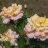 Image result for Tea Rose Color