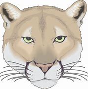 Image result for Mountain Lion Vector