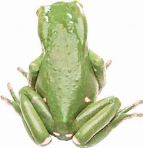 Image result for Awesome Coloring Pages Frog