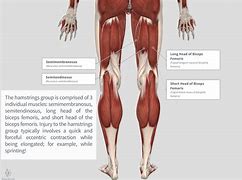 Image result for Hamstring Muscle Pain