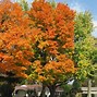 Image result for Sugar Maple Tree Canada