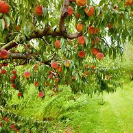 Image result for Contender Peach Tree