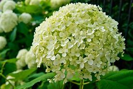 Image result for Great Flowers for August Garden