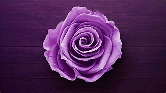 Image result for Baby Rose Flower