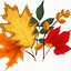 Image result for Autumn Leaf Transparent