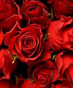 Image result for Cool Red Rose Wallpapers