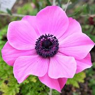 Image result for Anemone