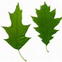 Image result for Oak Tree Leaf Clip Art