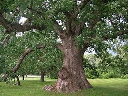 Image result for Quercus Alba Wood