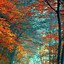 Image result for Fall Cell Phone Wallpaper