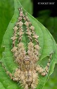 Image result for Weirdest Spiders