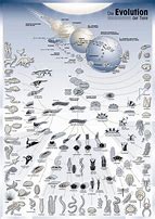 Image result for evolution of animals