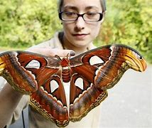 Image result for Industrial Melanism Peppered Moth