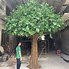 Image result for Large Tree with Branches