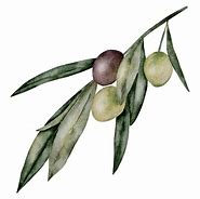 Image result for Olive Branch Transparent Background