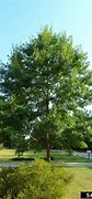 Image result for Red Pin Oak Tree