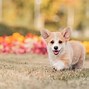 Image result for Long-Leg Corgi