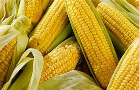 Image result for Growing Corn On the Cob