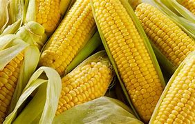 Image result for How to Plant Corn