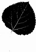 Image result for Aspen Leaf Silhouette