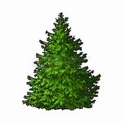 Image result for Evergreen Tree Clip Art