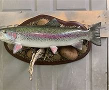 Image result for Rainbow Trout Mount