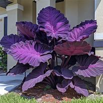 Image result for Alocasia Plant Pot