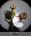 Image result for Sagittaria Sagittifolia