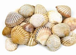 Image result for Beach Shells Coloring Pages