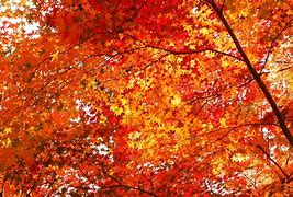 Image result for Photos of Fall Leaves