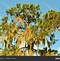 Image result for Cypress Tree Vector