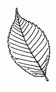 Image result for Leaf Drawing for Kids Coloring