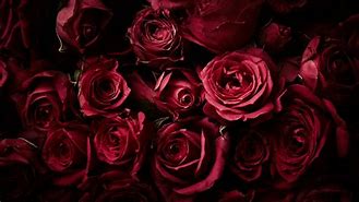 Image result for Dark Maroon Roses