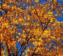 Image result for Autumn Leaves Japanese Maple