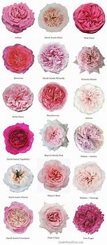 Image result for Pink Rose Names