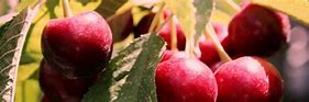 Image result for Prunus Caroliniana