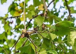 Image result for Sycamore Tree Leaves and Fruit