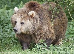 Image result for Wild Animals of Europe