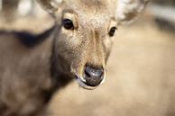 Image result for Deer Face Coloring Page