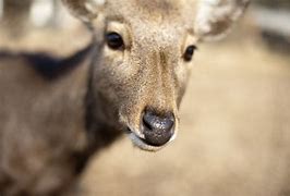 Image result for Deer Face Coloring Page