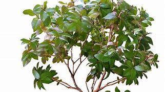 Image result for Bonsai Tree Styles