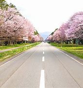 Image result for Cherry Blossom Road Japan