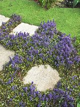 Image result for Creeping Ground Cover Plants